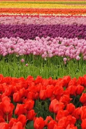 ปกนิยาย 🄕🄐🄝🄡🄐🄢🄨 🄛🄐🄝🄓 ดินแดน มหัศจรรย์