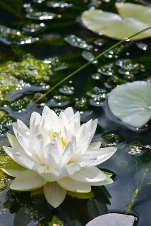 ปกนิยาย ขายนิยายมือหนึ่ง