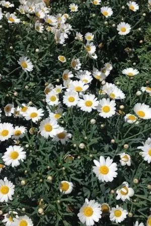 ปกนิยาย องค์รักษ์ประจำตัว