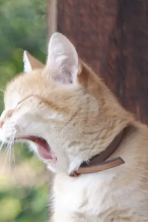 ปกนิยาย 🏀 Tiny Moon [Fic Slam Dunk - Sendoh & Oc]