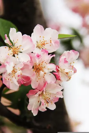 ปกนิยาย สตอรี่นี้ต้องไม่มีฮาเร็ม เพราะฉะนั้นเหล่าตัวเอกจงถอยไปจ้า ตัวแม่จะเดิน