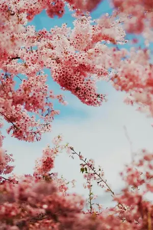 ปกนิยาย We meet  ในฝันฉันมีนาย