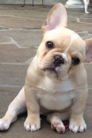 ปกนิยาย BOX DOG #ใครมันสาปให้ฉันเกิดเป็นหมา