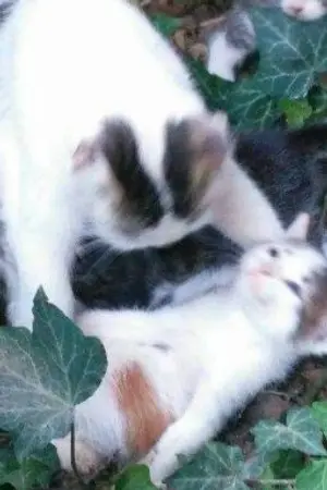 ปกนิยาย กลับมาเกิดใหม่เพื่อช่วยตัวเอง [Yaoi]