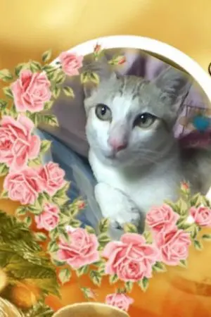 ปกนิยาย ย้อนรอย...แค้น