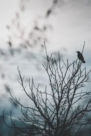 ปกนิยาย ไม่ได้กลับชาติมาเกิดแล้วไง ยังไงตัวข้าก็เทพ