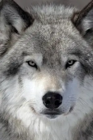 ปกนิยาย [SEVENTEEN] | 247 | #MINWON #SOONHOON