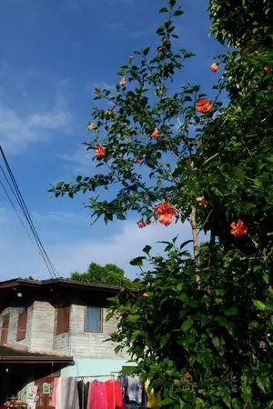 ปกนิยาย ต้นชบาหน้าบ้าน (Hibiscus)