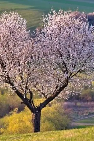 ปกนิยาย บังเอิญรัก(ผิดคน)