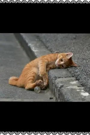 ปกนิยาย เรื่องเหงาๆ กับคนเฝ้าคอย