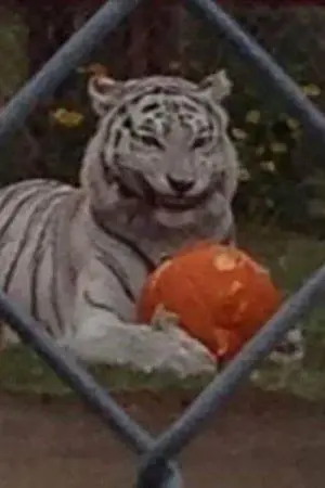 ปกนิยาย สุดยอดสาววายคนนี้เห็นที่ต้องลงสนามเอง