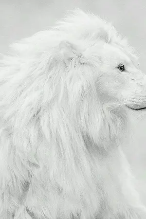 ปกนิยาย เกิดใหม่มาเป็นสิงโตเทพสีขาว