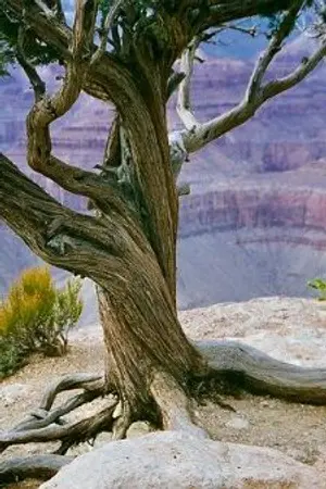 ปกนิยาย รักครั้งนี้ขอยอมแพ้