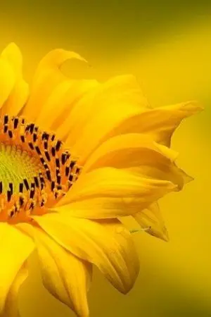 ปกนิยาย ภาระบังเอิญ