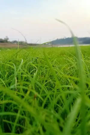 ปกนิยาย ไป๋เหลียนฮวา