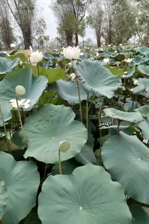 ปกนิยาย ชีวิตมันไม่ง่าย และไม่อยากจนเกินไป