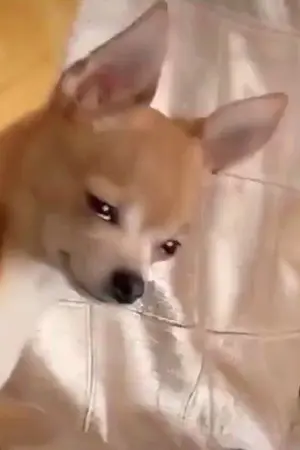 ปกนิยาย รักครั้งแรกของเปาซี