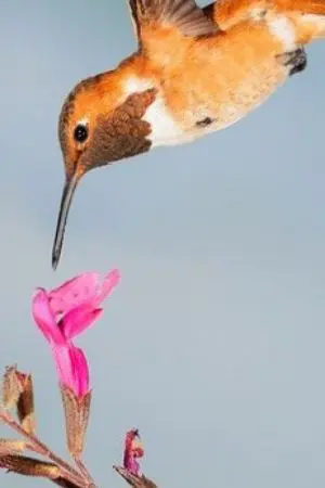 ปกนิยาย สะดุดรักยัยบ้านนอก