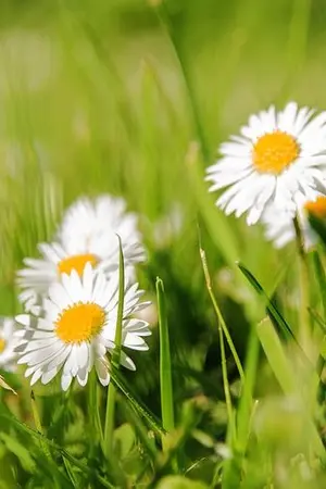 ปกนิยาย เกิดใหม่มาเป็นเด็กสาวในชนบท