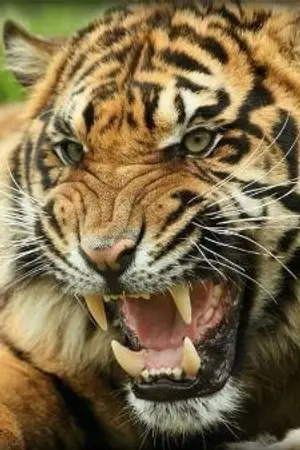 ปกนิยาย ล่า ไอ สางดง