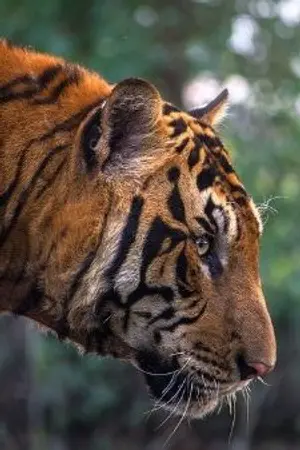 ปกนิยาย สมิง เขา วง