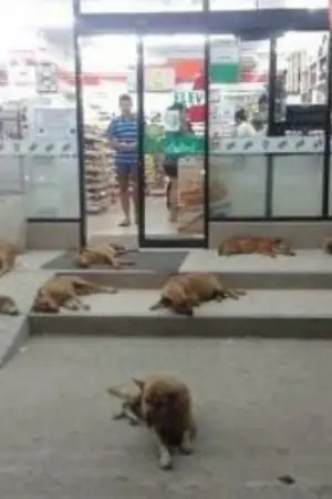 ปกนิยาย ตึกกรรณิการ์ชั้นสามห้องหก