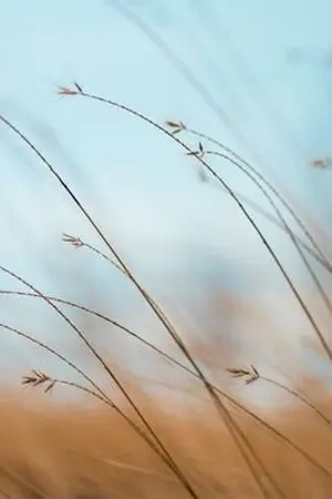 ปกนิยาย ข้าไม่ควรเก็บเจ้าเด็กนี่มาเลย(ชื่อชั่วคราวอาจมีการเปลี่ยนแปลงภายหลัง)