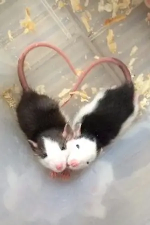 ปกนิยาย (omegavers) you're catnip #กลิ่นคลั่งรัก