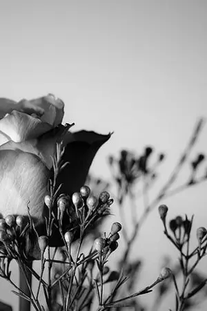 ปกนิยาย สาปรักจากดอกไม้