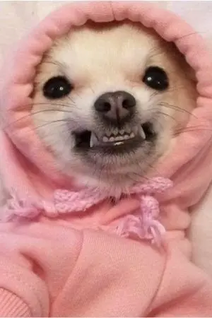 ปกนิยาย Dream of Cupcake