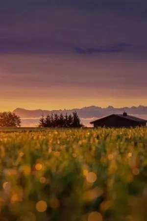 ปกนิยาย หลี่อิงเล่อ ทะลุมิติมาเป็นคุณแม่ลูกแฝด