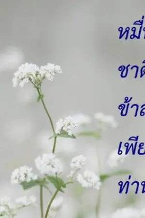 ปกนิยาย