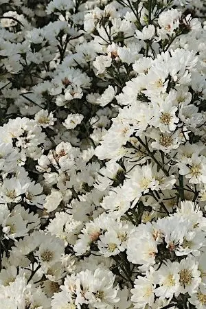 ปกนิยาย ไม่เหมาะสม (โอเมก้าเวิร์ส)