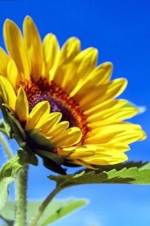 ปกนิยาย สุริยันกรรแสง (Mperg)