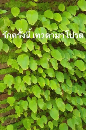 ปกนิยาย รักครั้งนี้ เทวดามาโปรด