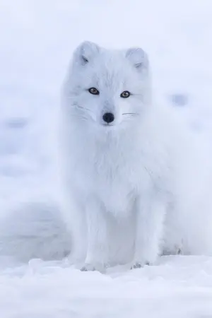 ปกนิยาย "Fox of love" รักนะเจ้าจอก