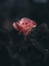 ปกนิยาย นักฆ่าตัวร้ายผู้โดนนายทหารคลั่งรัก