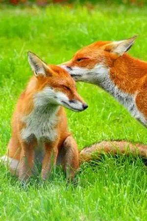 ปกนิยาย Sly as a Fox「気に入る」