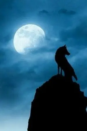 ปกนิยาย Midnight wolf