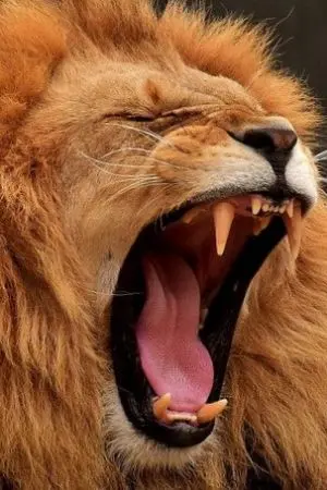 ปกนิยาย พ่อหนุ่มยอดนักรัก