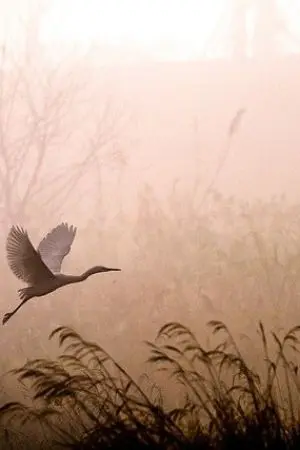 ปกนิยาย นิจกาล