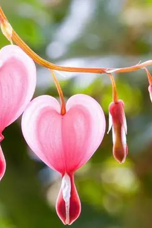 ปกนิยาย แผนลวงรักภรรยา