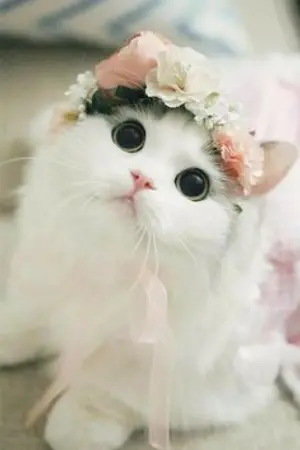 ปกนิยาย แป้งหอม