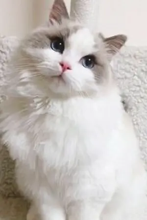 ปกนิยาย [ Percy Jackson & Harry Potter ] Lana the cat (oc)