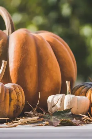 ปกนิยาย เสี่ยวเหยากับระบบฟาร์ม6.0