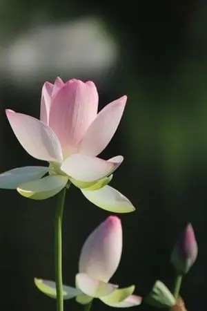 ปกนิยาย พระสุธน​ มโนราห์