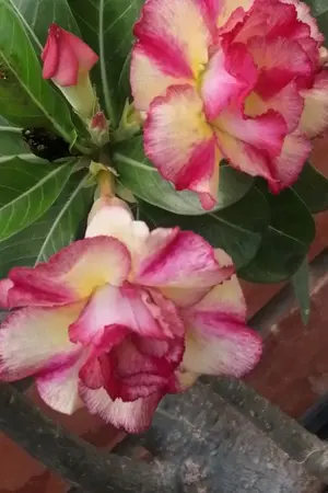 ปกนิยาย ไอ้แกละอีกแล้ว