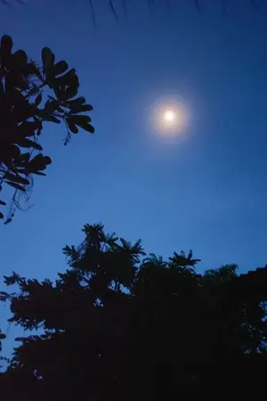 ปกนิยาย คำวินวอนใต้แสงจันทร์