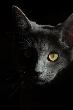 ปกนิยาย DC | I'm just a GIRL