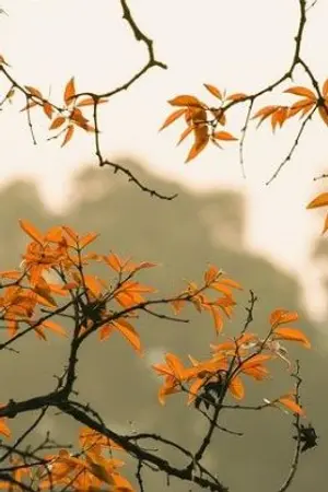 ปกนิยาย หยางมี่ผู้พลิกชะตา